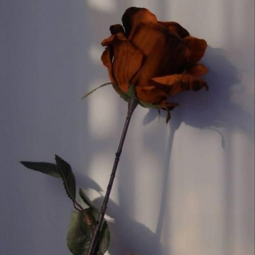 من مقصرم برو طوری نیست برو نیازی به توجیح نیست