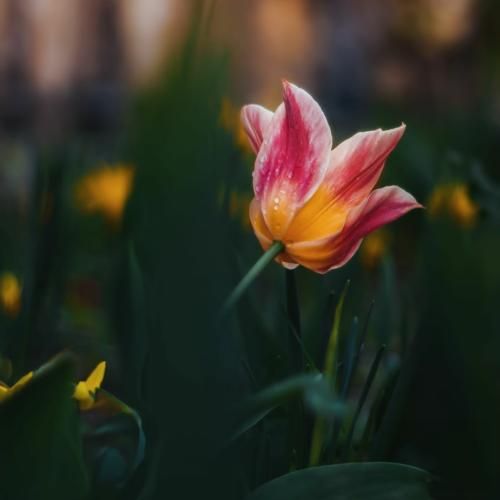 اگه باهات هیچوقت نمیخندن اگه حرفاتو هیچوقت نمیفهمن