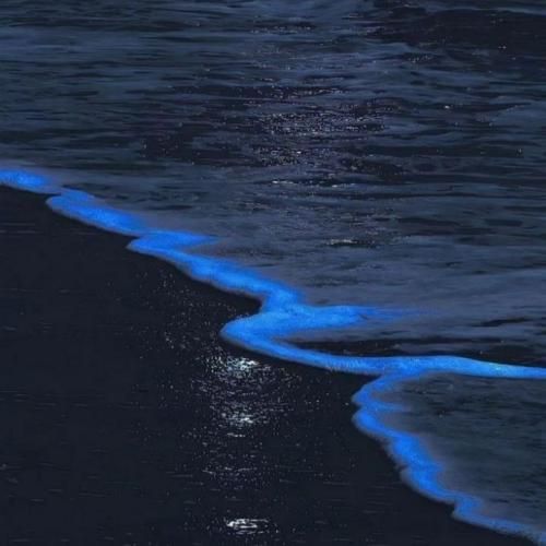 قاصدکام یه روزی میشن پژمرده نمیخوامت تورو