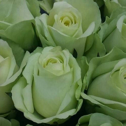 دیارا یار عزیزم بی مو جر کرده