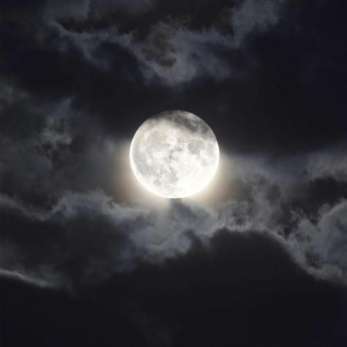  من میرم پیشی میشم تو میری هاپو میشی (ترند اینستایی)