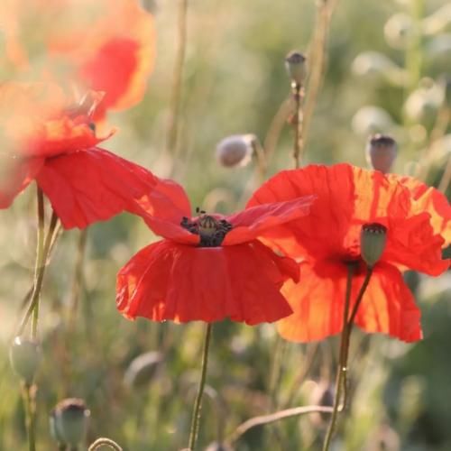 گفتم نرو حالا دل منو نشکن گفتم دلت اگه تنگ شد