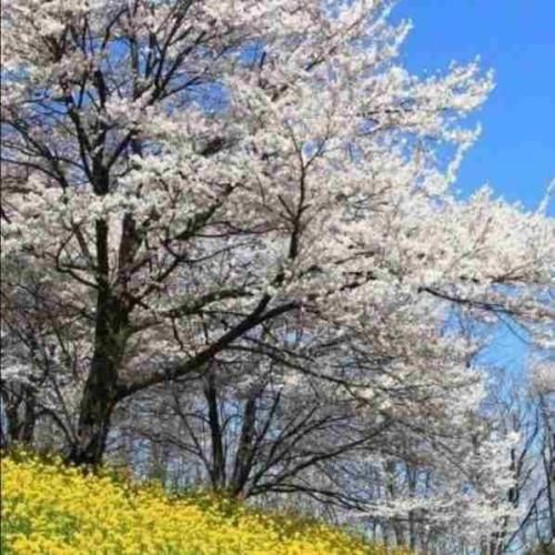 نفسم هرجا بودی تنها وایسا برسم