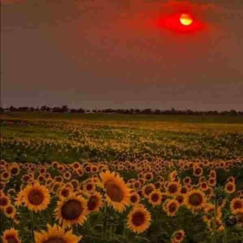 تیتراژ سریال شرم گرشا رضایی