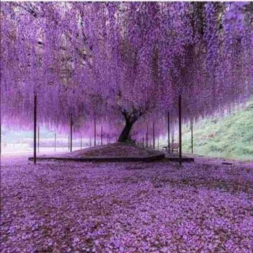 یه جا تو دلت واسه من کافیه عشقت تو دلم تا ابد صدای زن