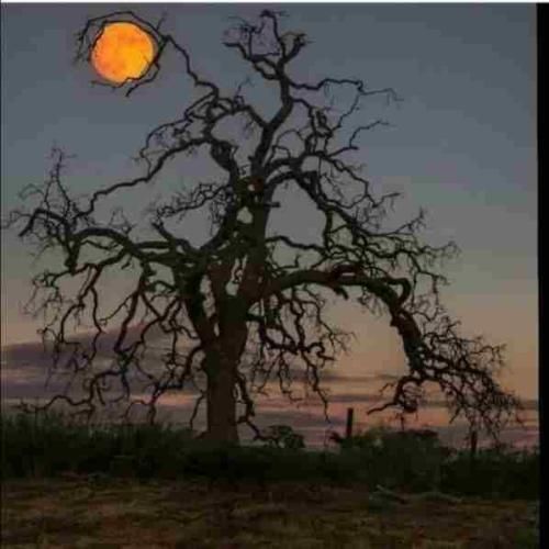 امشبو بمون چون که مانی میگه تو چقد فانی