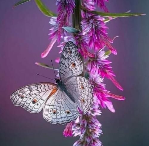 امیر نصر من الله امیر قدرت تریاک ورژن اینستایی