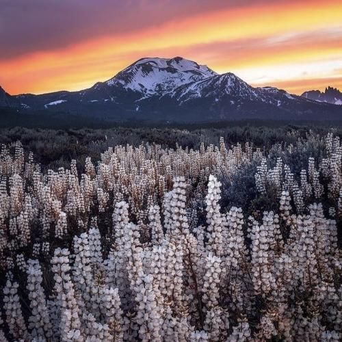  وای وای وای کل ممدعلی بله - اجرای گروهی