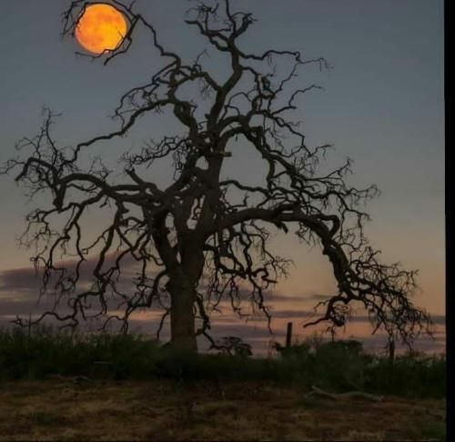 اینجا باز دم صبحیم و سیگار صورتی