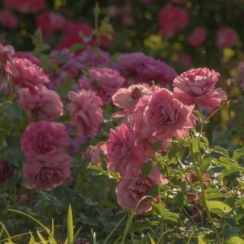 عشق اگه روز ازل در دل دیوانه نبود با صدای زن