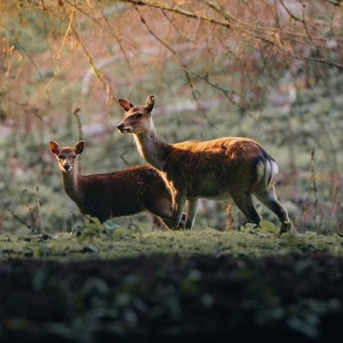 یه موقع هایی کجم و کوله پوست گردنم نسخ