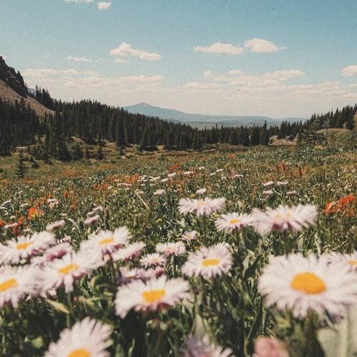 دیگه نه نمیشی با منم اسکورت علی ولم کو