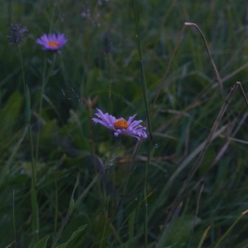 تو كه چشمات طبيب درد من نيست ما هر دو میگیم