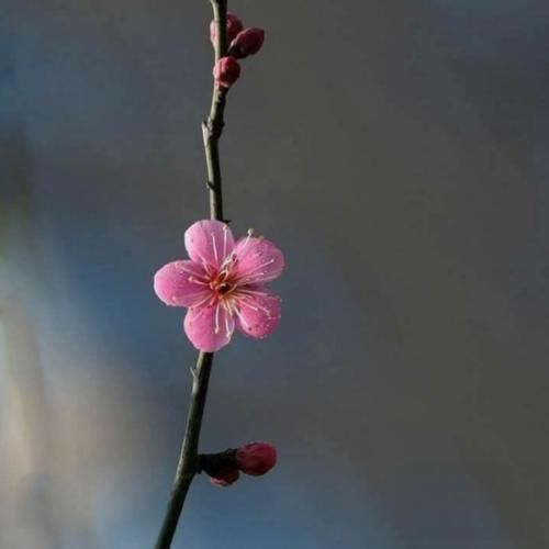  بازم این دل ساده دسته گل به آب داده