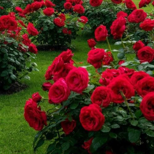 آدم که یاد گذشته هاش میافته چشمانش