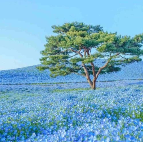 مجنون تر از تو عاشق نمیبینم