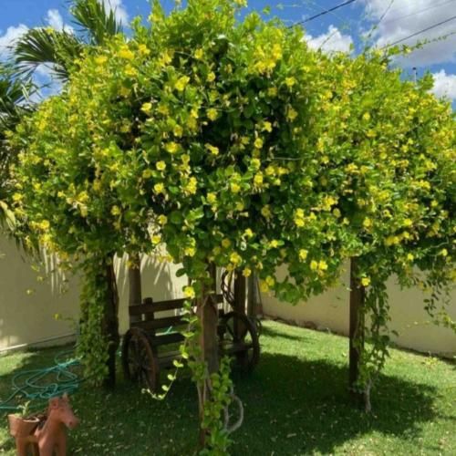 یه شب مهتاب ماه میاد تو خواب منو میبره