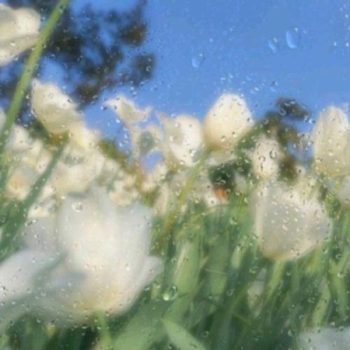 یه چیزی تومه که بهم میگه شیر میگه میرسی