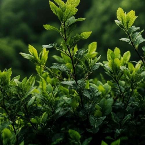 آره خوبی قشنگی عزیزی ولی از دور