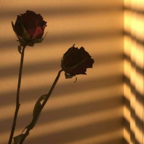 تا بوت ها رو زمینه تابوت ها رو هوان