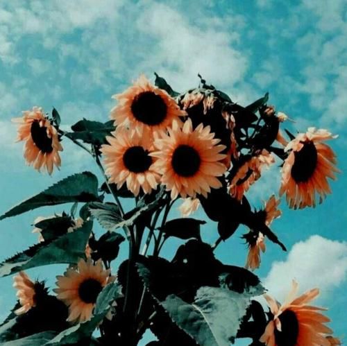 آخه من قربون اون صورت احمقت برم با صدای گلزار