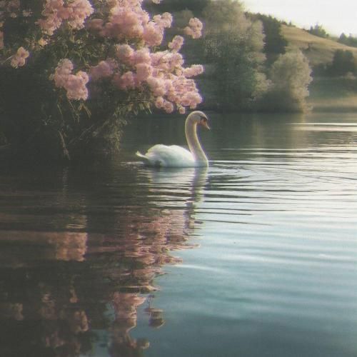 مهم نی برام که پورش ندارم پیادم تنهام پشت ندارم