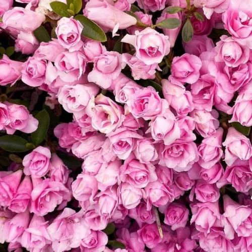 هیچ کدوم بهم راستشو نگفتین نه دیگه گل