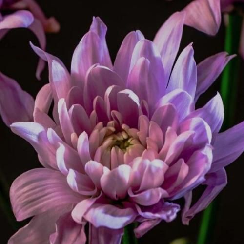 هی میخوره گوشیش زنگ دور رنگه نمیاد