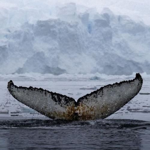 با صدای بی صدا مثل یه کوه بلند مثل یه خواب کوتاه