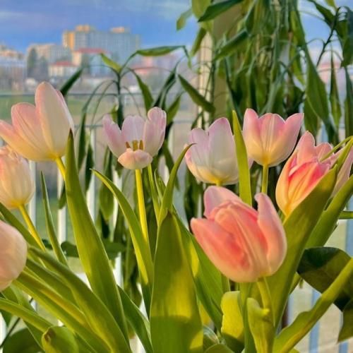 من دلم نمیخواست ولی دست مه هیچ نمک ناره