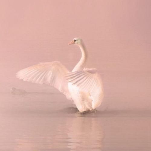  ازت میگیرم حس بهتر پایینو نگاه نکن سیفه بپر